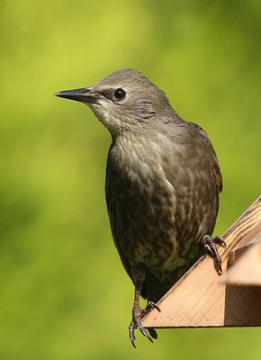 starling8367.jpg